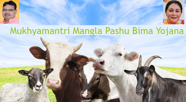 Rajasthan Mukhyamantri Mangla Pashu Bima Yojana Image